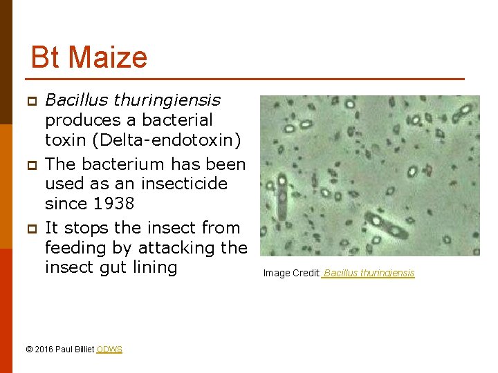 Bt Maize p p p Bacillus thuringiensis produces a bacterial toxin (Delta-endotoxin) The bacterium
