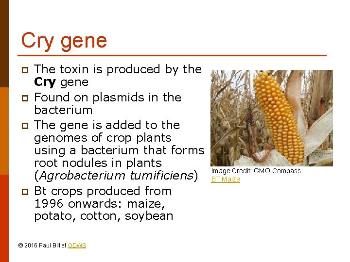 Cry gene p p The toxin is produced by the Cry gene Found on