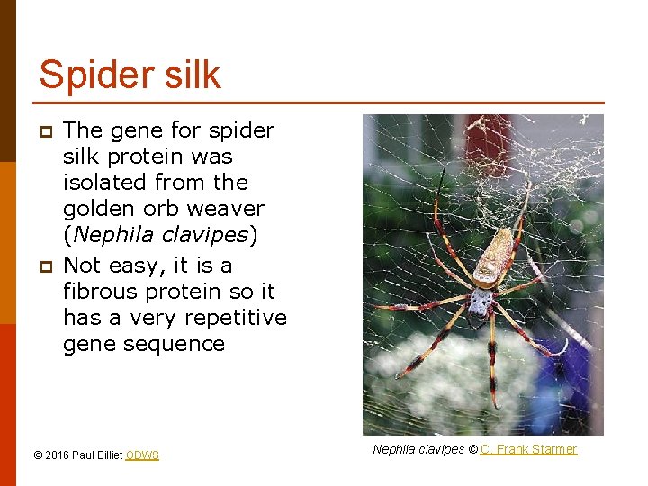 Spider silk p p The gene for spider silk protein was isolated from the