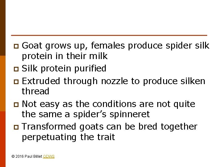 Goat grows up, females produce spider silk protein in their milk p Silk protein