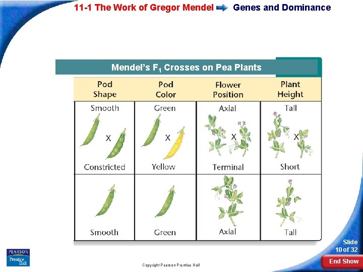 11 -1 The Work of Gregor Mendel Genes and Dominance Mendel’s Seven F 1