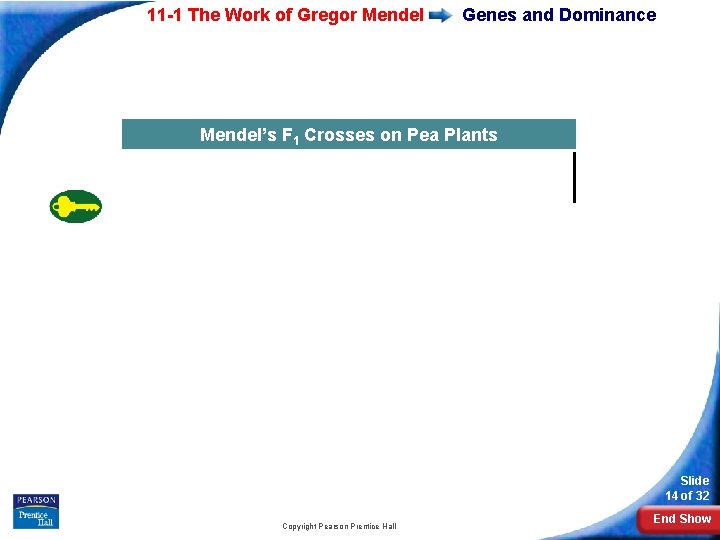 11 -1 The Work of Gregor Mendel Genes and Dominance Mendel’s F 1 Crosses