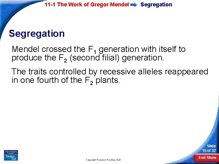 11 -1 The Work of Gregor Mendel Segregation Mendel crossed the F 1 generation