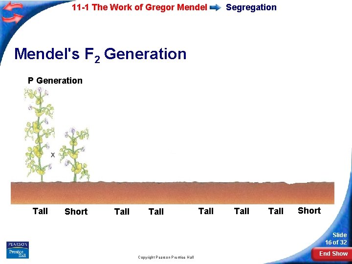 11 -1 The Work of Gregor Mendel Segregation Mendel's F 2 Generation P Generation
