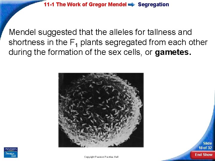 11 -1 The Work of Gregor Mendel Segregation Mendel suggested that the alleles for