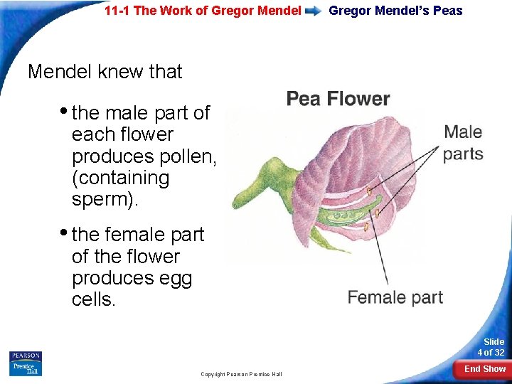11 -1 The Work of Gregor Mendel’s Peas Mendel knew that • the male