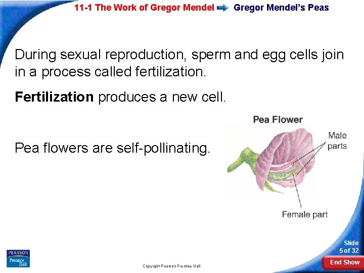 11 -1 The Work of Gregor Mendel’s Peas During sexual reproduction, sperm and egg