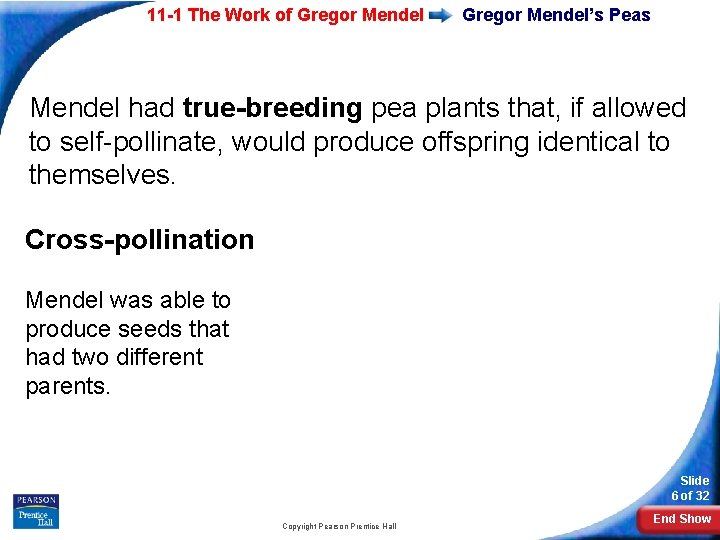 11 -1 The Work of Gregor Mendel’s Peas Mendel had true-breeding pea plants that,