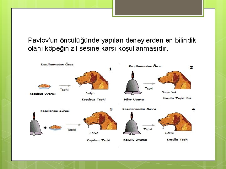 Pavlov’un öncülüğünde yapılan deneylerden en bilindik olanı köpeğin zil sesine karşı koşullanmasıdır. 