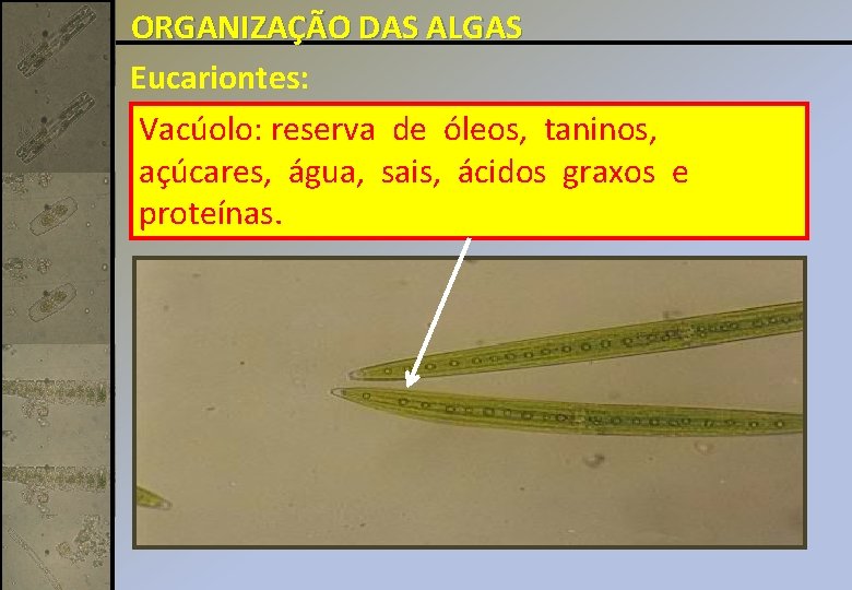 ORGANIZAÇÃO DAS ALGAS Eucariontes: Vacúolo: reserva de óleos, taninos, açúcares, água, sais, ácidos graxos