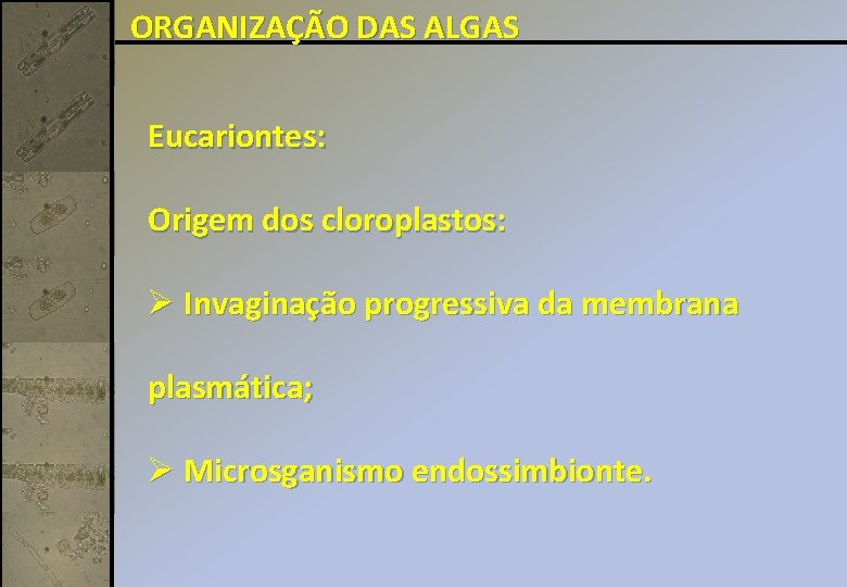 ORGANIZAÇÃO DAS ALGAS Eucariontes: Origem dos cloroplastos: Ø Invaginação progressiva da membrana plasmática; Ø