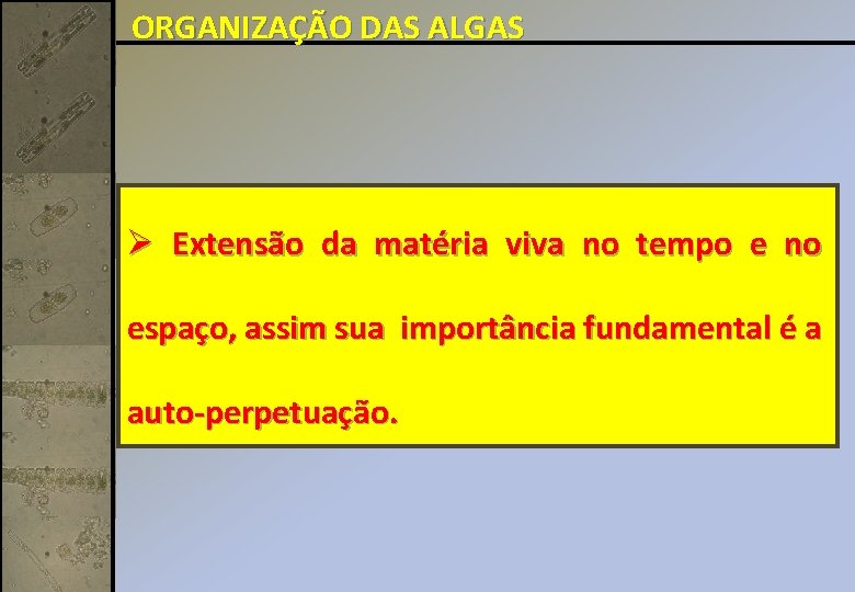 ORGANIZAÇÃO DAS ALGAS Ø Extensão da matéria viva no tempo e no espaço, assim