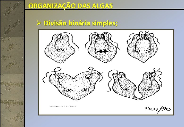 ORGANIZAÇÃO DAS ALGAS Ø Divisão binária simples; 