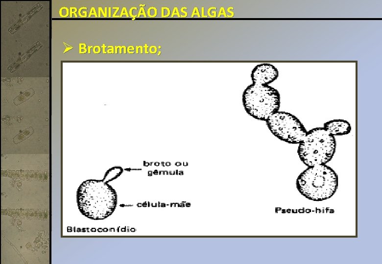 ORGANIZAÇÃO DAS ALGAS Ø Brotamento; 