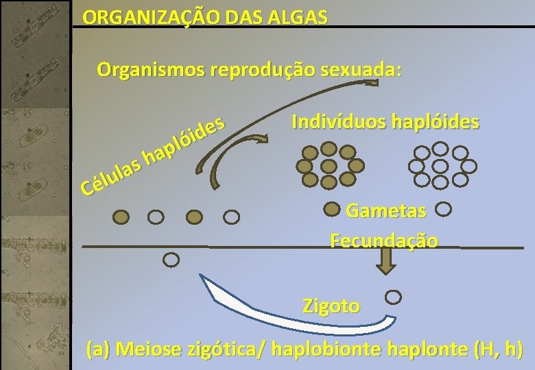 ORGANIZAÇÃO DAS ALGAS Organismos reprodução sexuada: s a l u l é C s