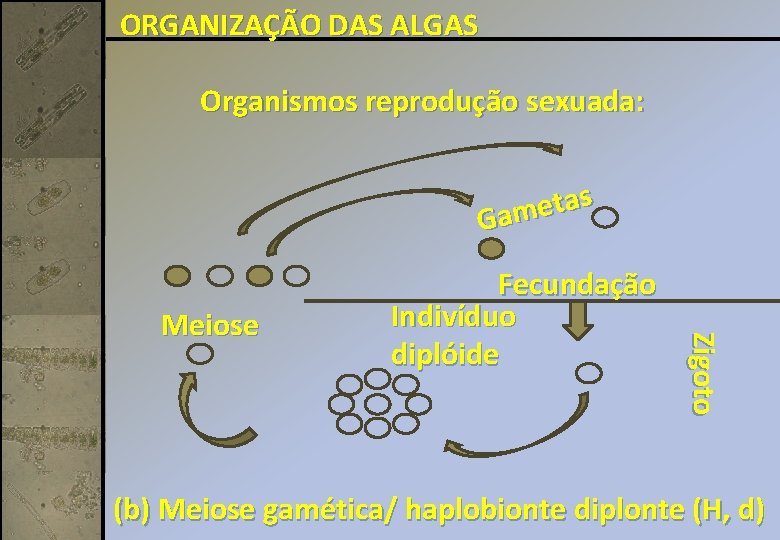 ORGANIZAÇÃO DAS ALGAS Organismos reprodução sexuada: s a t e Gam Zigoto Meiose Fecundação