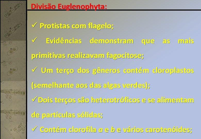 Divisão Euglenophyta: ü Protistas com flagelo; ü Evidências demonstram que as mais primitivas realizavam