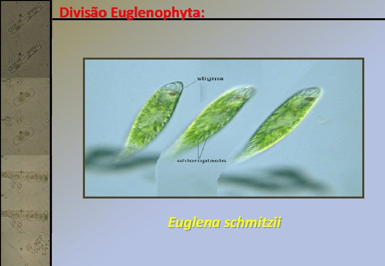 Divisão Euglenophyta: Euglena schmitzii 