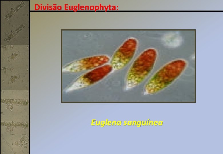 Divisão Euglenophyta: Euglena sanguínea 