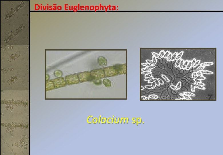 Divisão Euglenophyta: Colacium sp. 