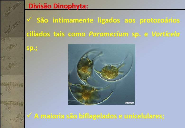 Divisão Dinophyta: ü São intimamente ligados aos protozoários ciliados tais como Paramecium sp. e