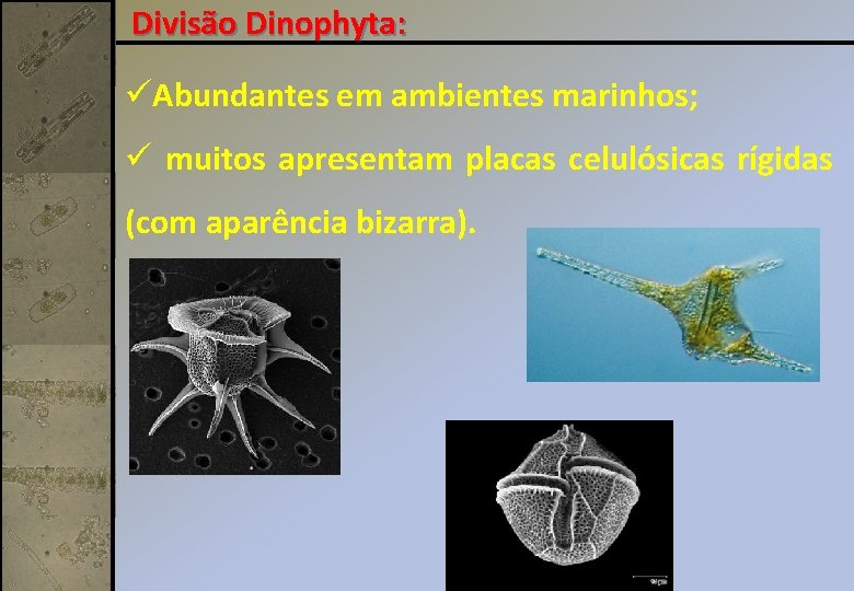 Divisão Dinophyta: üAbundantes em ambientes marinhos; ü muitos apresentam placas celulósicas rígidas (com aparência