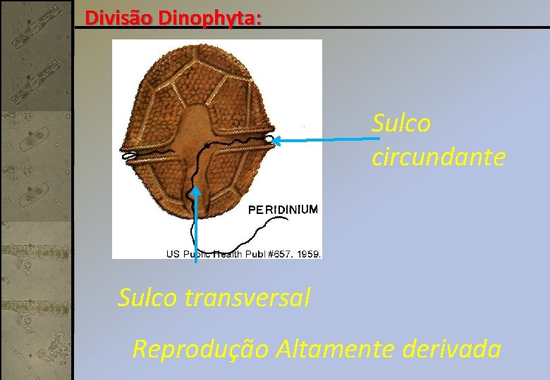 Divisão Dinophyta: Sulco circundante Sulco transversal Reprodução Altamente derivada 