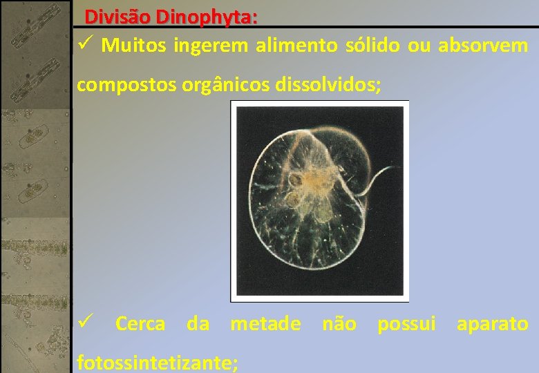 Divisão Dinophyta: ü Muitos ingerem alimento sólido ou absorvem compostos orgânicos dissolvidos; ü Cerca