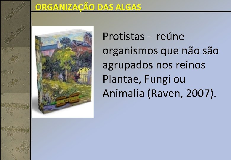ORGANIZAÇÃO DAS ALGAS Protistas - reúne organismos que não são agrupados nos reinos Plantae,