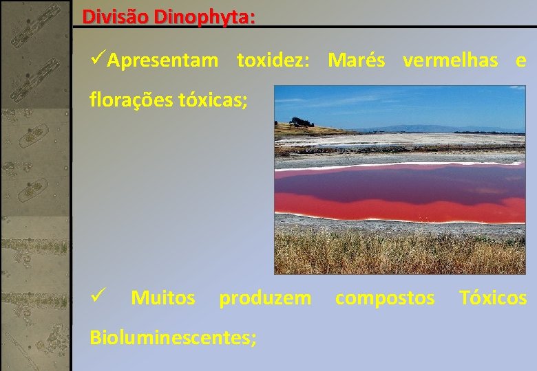 Divisão Dinophyta: üApresentam toxidez: Marés vermelhas e florações tóxicas; ü Muitos produzem Bioluminescentes; compostos