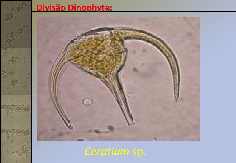 Divisão Dinophyta: Ceratium sp. 