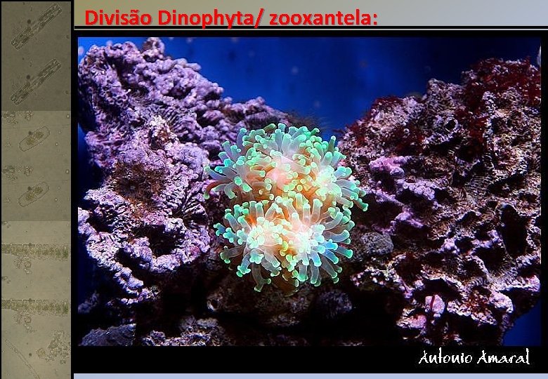Divisão Dinophyta/ zooxantela: 