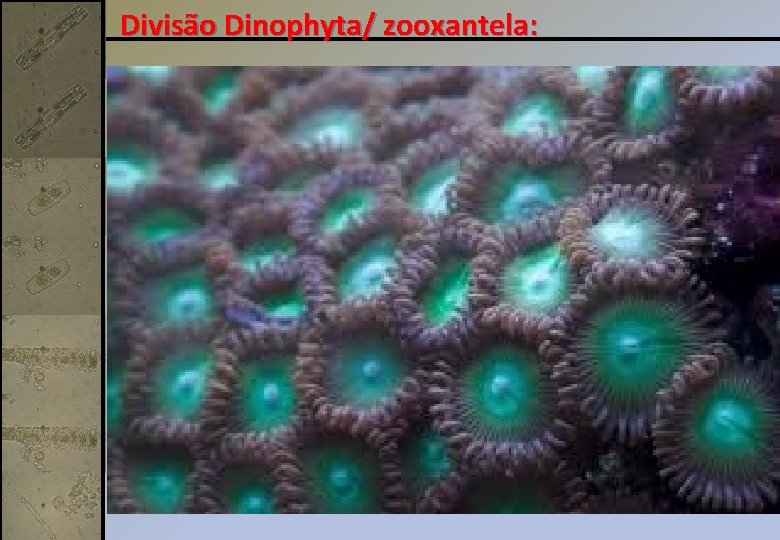 Divisão Dinophyta/ zooxantela: 