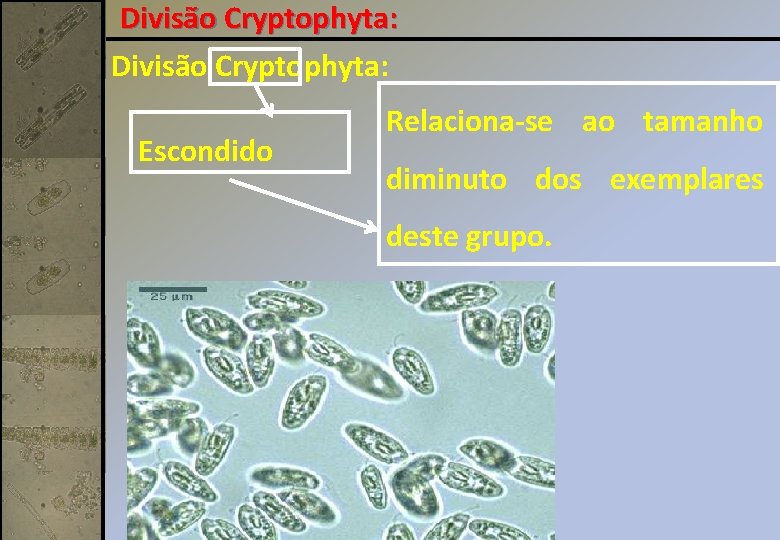 Divisão Cryptophyta: Escondido Relaciona-se ao tamanho diminuto dos exemplares deste grupo. 