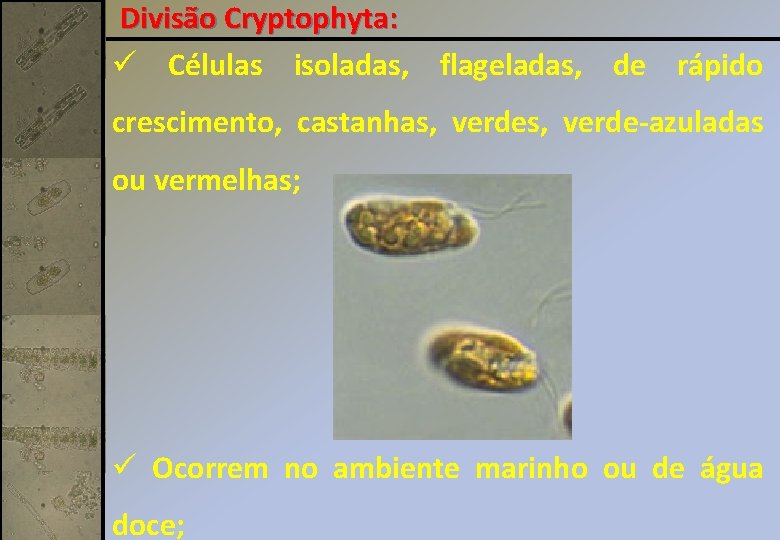 Divisão Cryptophyta: ü Células isoladas, flageladas, de rápido crescimento, castanhas, verde-azuladas ou vermelhas; ü