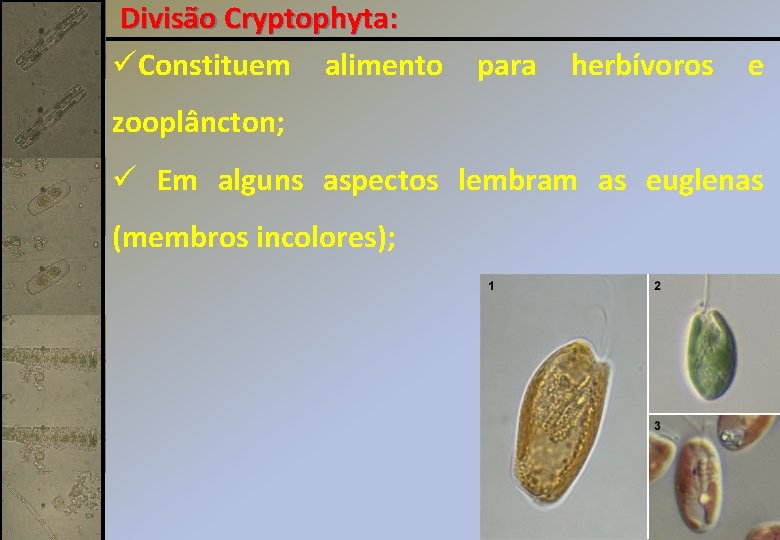 Divisão Cryptophyta: üConstituem alimento para herbívoros e zooplâncton; ü Em alguns aspectos lembram as