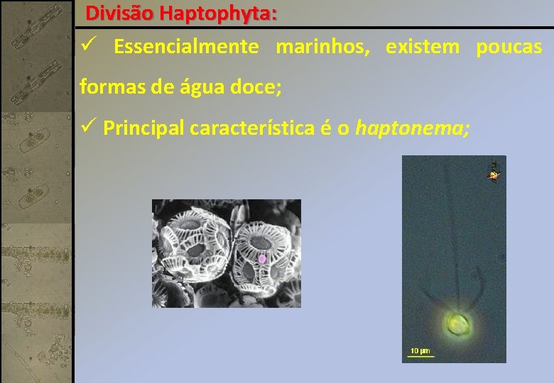 Divisão Haptophyta: ü Essencialmente marinhos, existem poucas formas de água doce; ü Principal característica