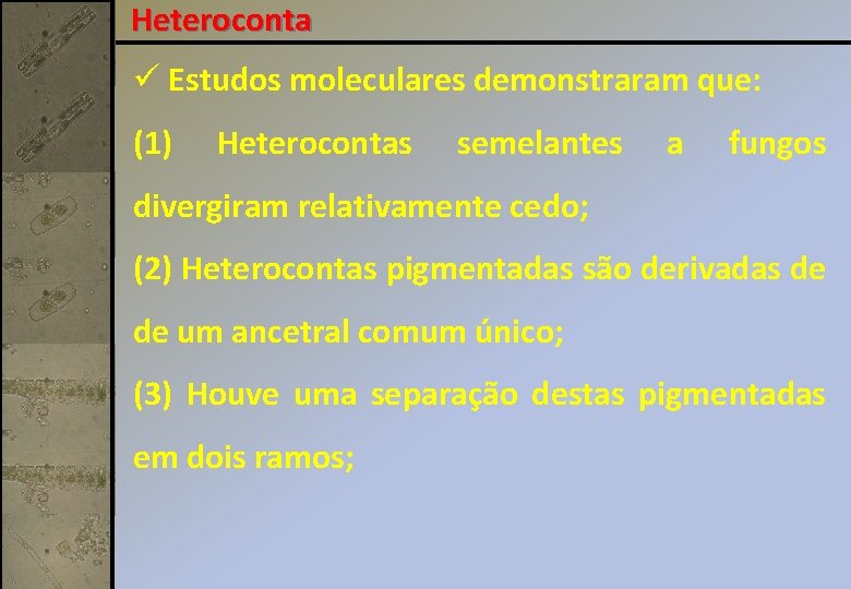 Heteroconta ü Estudos moleculares demonstraram que: (1) Heterocontas semelantes a fungos divergiram relativamente cedo;