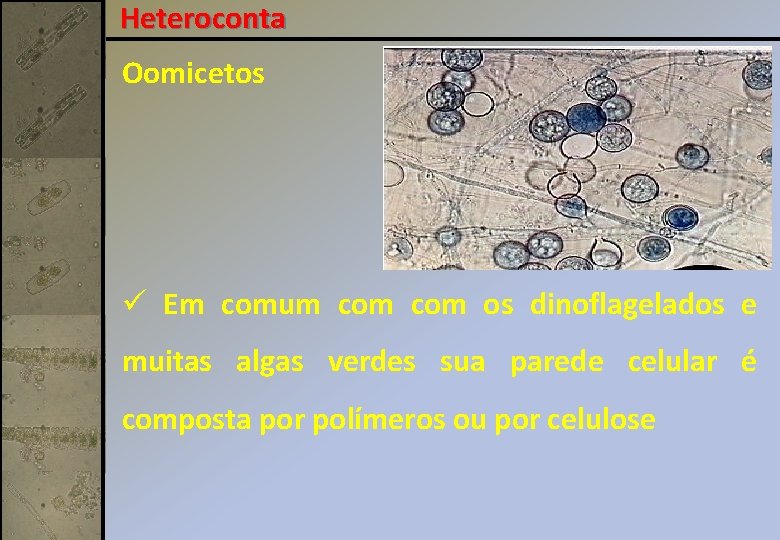 Heteroconta Oomicetos ü Em comum com os dinoflagelados e muitas algas verdes sua parede