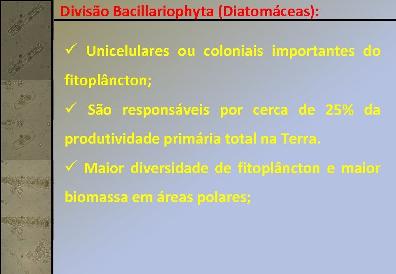 Divisão Bacillariophyta (Diatomáceas): ü Unicelulares ou coloniais importantes do fitoplâncton; ü São responsáveis por