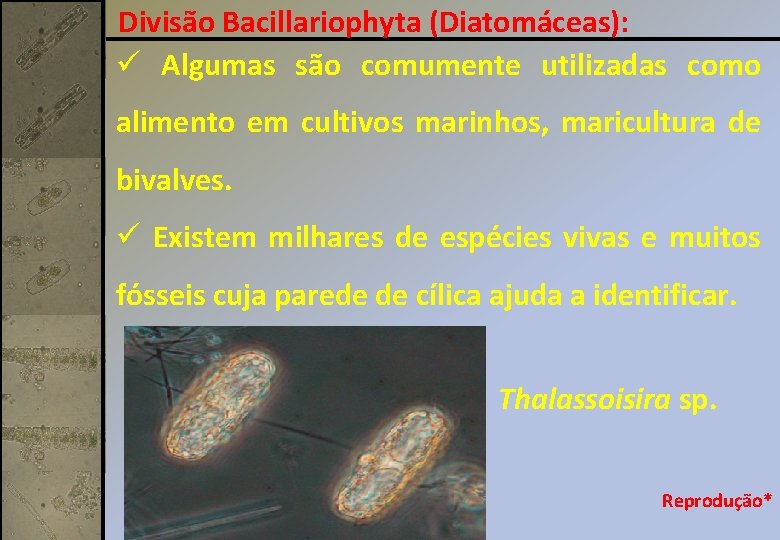 Divisão Bacillariophyta (Diatomáceas): ü Algumas são comumente utilizadas como alimento em cultivos marinhos, maricultura