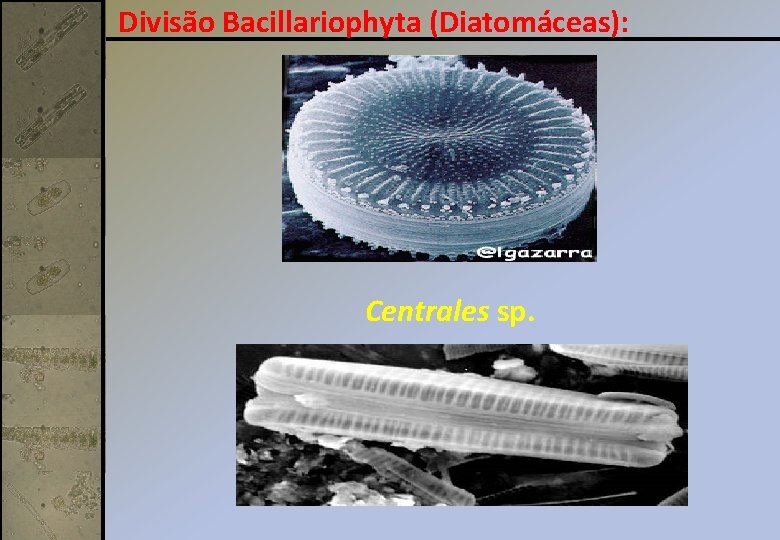 Divisão Bacillariophyta (Diatomáceas): Centrales sp. 