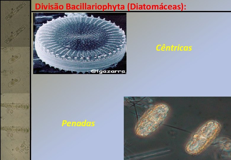 Divisão Bacillariophyta (Diatomáceas): Cêntricas Penadas 
