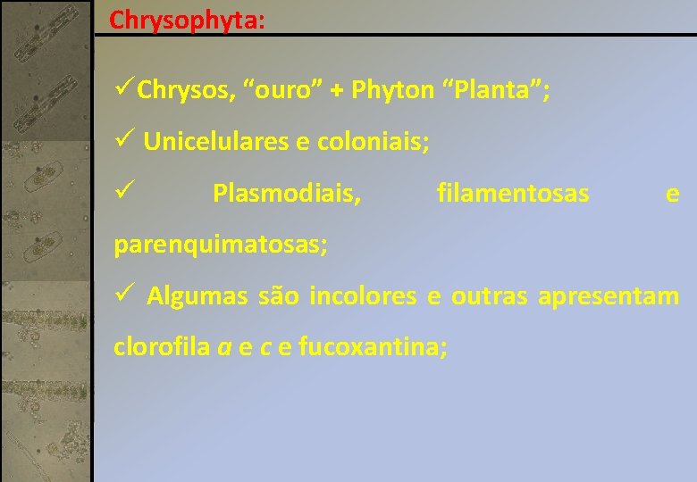 Chrysophyta: üChrysos, “ouro” + Phyton “Planta”; ü Unicelulares e coloniais; ü Plasmodiais, filamentosas e