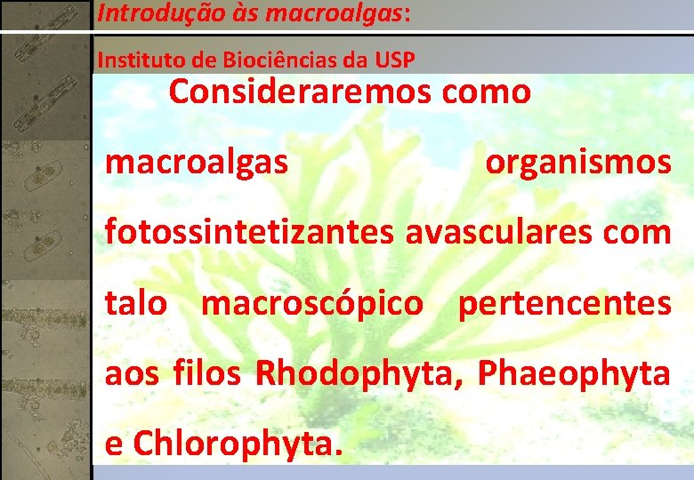 Introdução às macroalgas: Instituto de Biociências da USP Consideraremos como macroalgas organismos fotossintetizantes avasculares