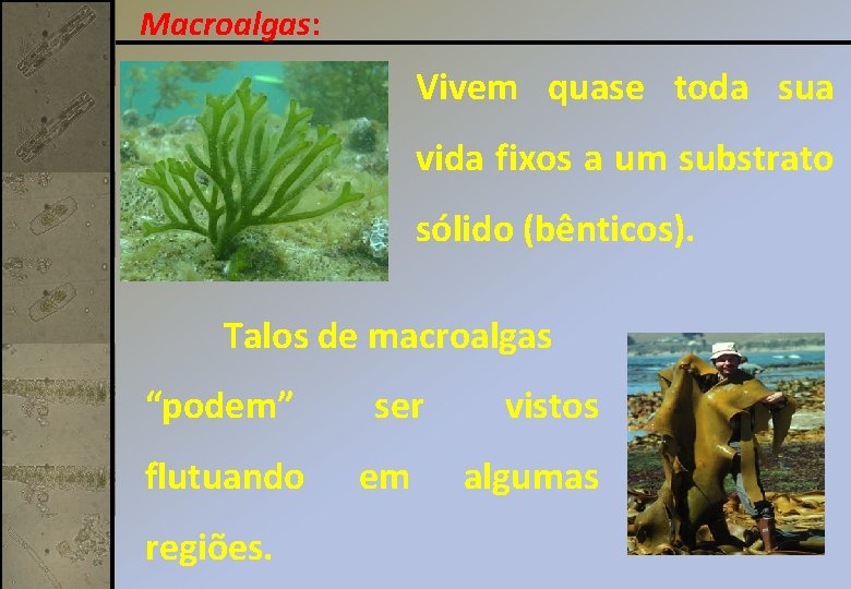 Macroalgas: Vivem quase toda sua vida fixos a um substrato sólido (bênticos). Talos de