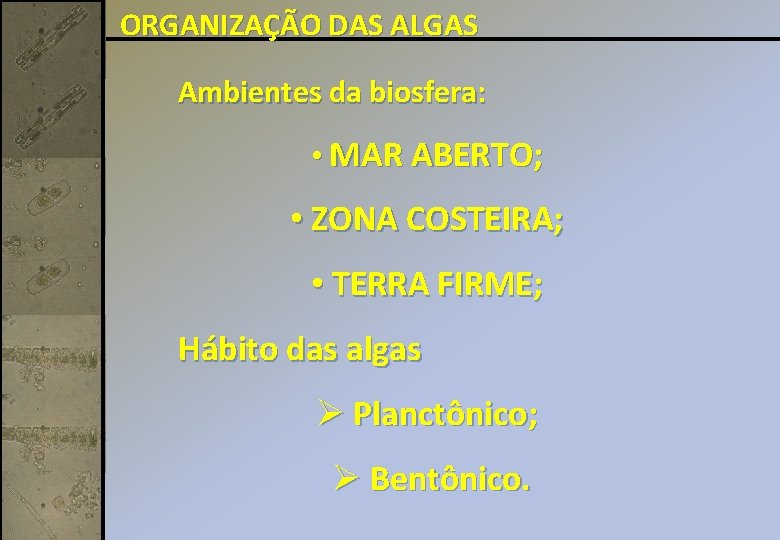 ORGANIZAÇÃO DAS ALGAS Ambientes da biosfera: • MAR ABERTO; • ZONA COSTEIRA; • TERRA