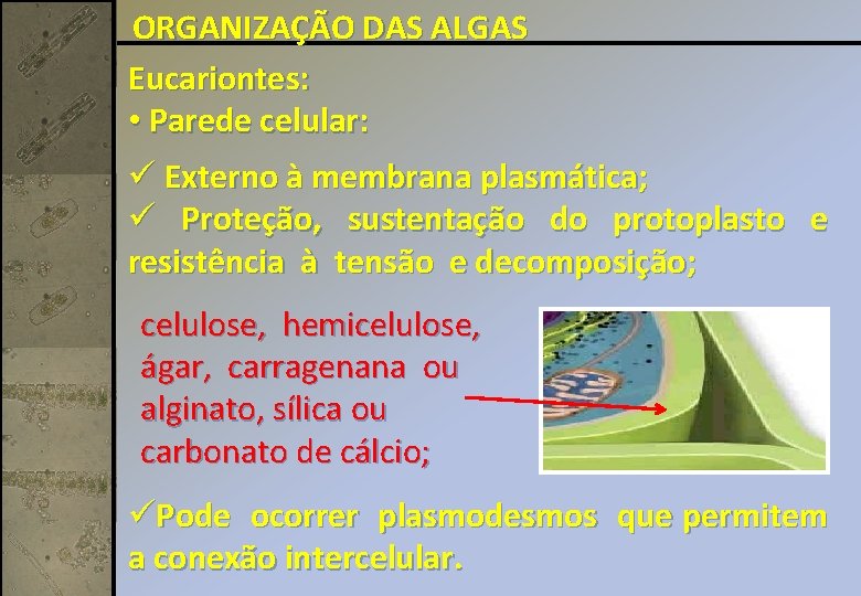 ORGANIZAÇÃO DAS ALGAS Eucariontes: • Parede celular: ü Externo à membrana plasmática; ü Proteção,