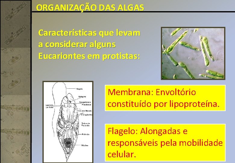 ORGANIZAÇÃO DAS ALGAS Características que levam a considerar alguns Eucariontes em protistas: Membrana: Envoltório