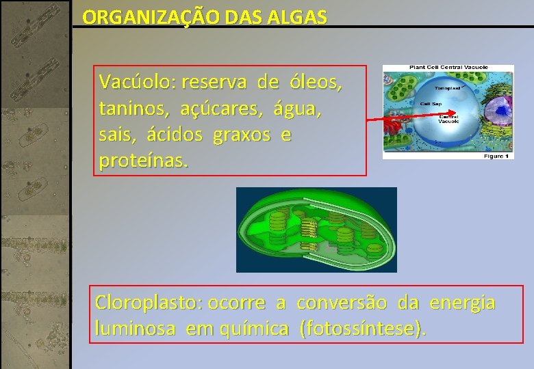ORGANIZAÇÃO DAS ALGAS Vacúolo: reserva de óleos, taninos, açúcares, água, sais, ácidos graxos e